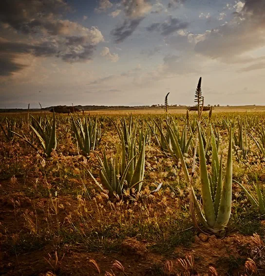 Our Aloe Vera Fields