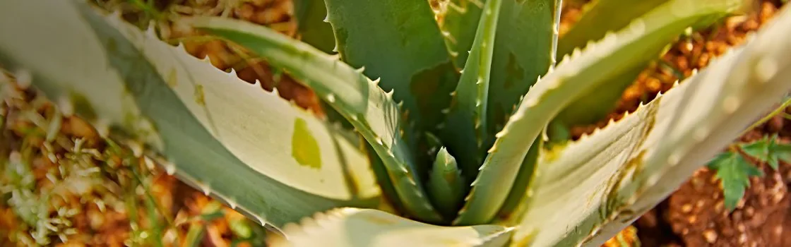 Our Aloe Banner