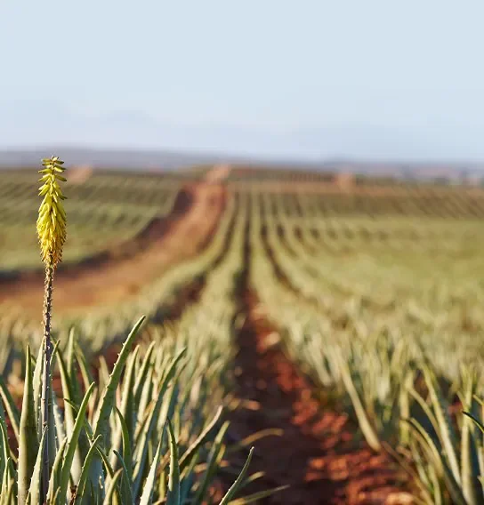 Aloe Fields